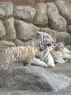 東武動物公園に投稿された画像（2025/3/16）