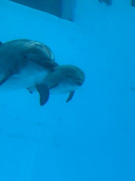 名古屋港水族館に投稿された画像（2025/3/16）