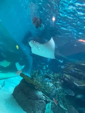 名古屋港水族館に投稿された画像（2025/3/16）