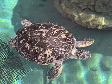 名古屋港水族館に投稿された画像（2025/3/16）