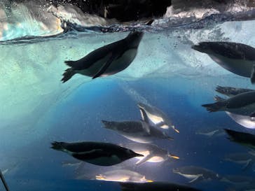 名古屋港水族館に投稿された画像（2025/3/16）