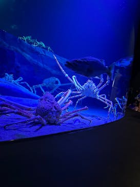 竹島水族館に投稿された画像（2025/3/16）