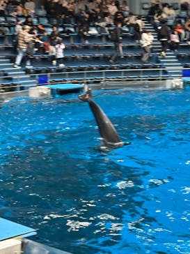 マクセル アクアパーク品川に投稿された画像（2025/3/16）