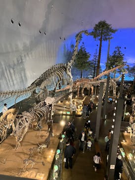 福井県立恐竜博物館に投稿された画像（2025/3/16）