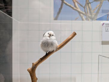特別展「鳥～ゲノム解析が解き明かす新しい鳥類の系統～」に投稿された画像（2025/3/16）