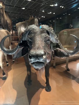 国立科学博物館に投稿された画像（2025/3/16）