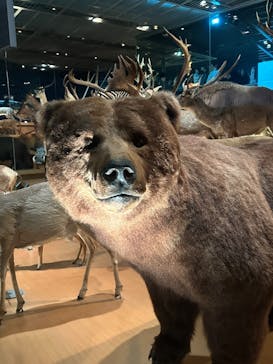 国立科学博物館に投稿された画像（2025/3/16）