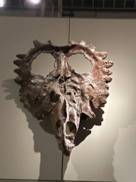 国立科学博物館に投稿された画像（2025/3/16）