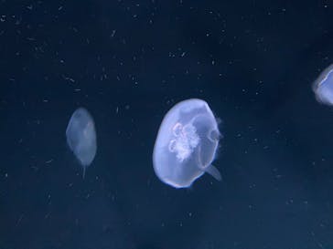 サンシャイン水族館に投稿された画像（2025/3/16）