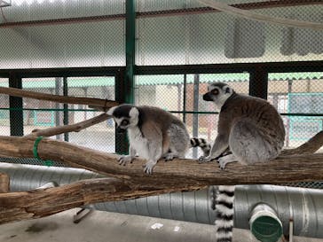 岩手サファリパークに投稿された画像（2025/3/16）