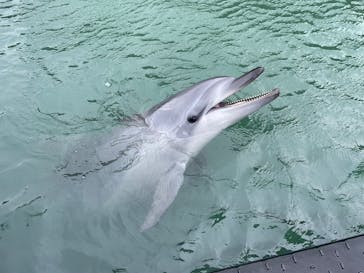 太地町立くじらの博物館に投稿された画像（2025/3/16）