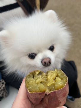 山形おいも万博2025に投稿された画像（2025/3/16）