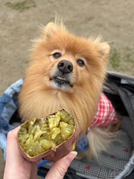 山形おいも万博2025に投稿された画像（2025/3/16）