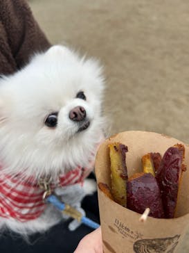 山形おいも万博2025に投稿された画像（2025/3/16）