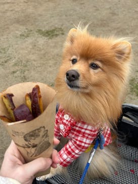 山形おいも万博2025に投稿された画像（2025/3/16）