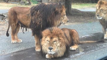 群馬サファリパークに投稿された画像（2025/3/16）