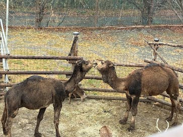 群馬サファリパークに投稿された画像（2025/3/16）