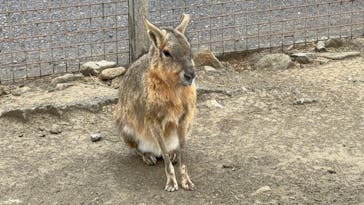 群馬サファリパークに投稿された画像（2025/3/16）