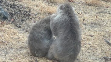 群馬サファリパークに投稿された画像（2025/3/16）