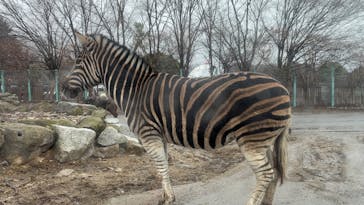 群馬サファリパークに投稿された画像（2025/3/16）