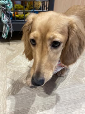 いぬカフェRio 京都店に投稿された画像（2025/3/16）