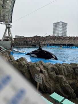 名古屋港水族館に投稿された画像（2025/3/16）