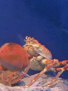 名古屋港水族館に投稿された画像（2025/3/16）