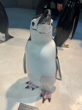 名古屋港水族館に投稿された画像（2025/3/16）