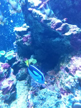 AQUARIUM × ART　atoaに投稿された画像（2025/3/16）