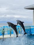 新江ノ島水族館に投稿された画像（2025/3/16）