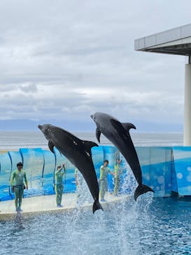 新江ノ島水族館に投稿された画像（2025/3/16）