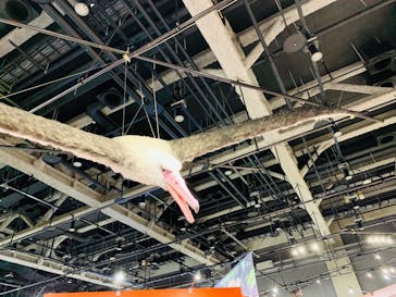 特別展「鳥～ゲノム解析が解き明かす新しい鳥類の系統～」に投稿された画像（2025/3/16）