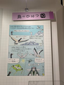 特別展「鳥～ゲノム解析が解き明かす新しい鳥類の系統～」に投稿された画像（2025/3/16）