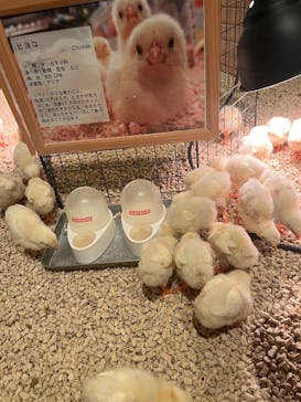 Moff animal cafe イオンモール幕張新都心店に投稿された画像（2025/3/16）