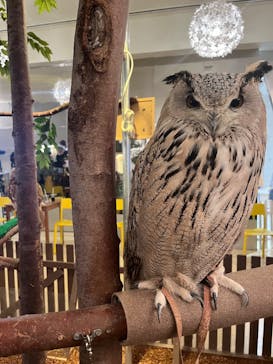 Moff animal cafe イオンモール幕張新都心店に投稿された画像（2025/3/16）