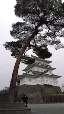 小田原城に投稿された画像（2025/3/16）