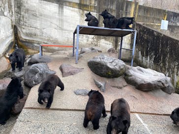 奥飛騨クマ牧場に投稿された画像（2025/3/16）