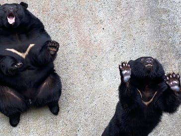 奥飛騨クマ牧場に投稿された画像（2025/3/16）