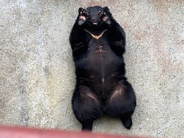 奥飛騨クマ牧場に投稿された画像（2025/3/16）