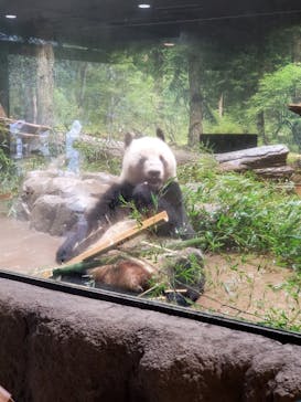 恩賜上野動物園に投稿された画像（2025/3/16）