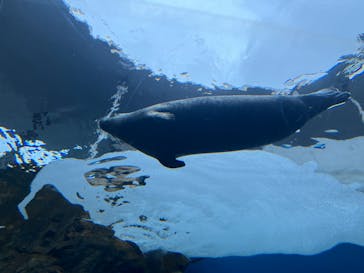 しながわ水族館に投稿された画像（2025/3/16）