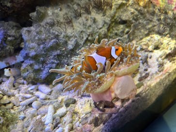 しながわ水族館に投稿された画像（2025/3/16）