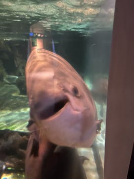 しながわ水族館に投稿された画像（2025/3/16）