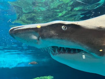 しながわ水族館に投稿された画像（2025/3/16）