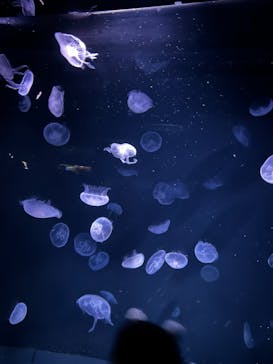 サンシャイン水族館に投稿された画像（2025/3/17）