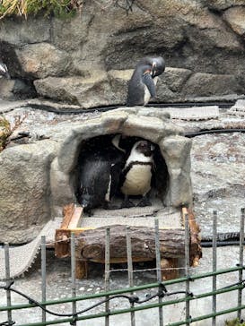 サンシャイン水族館に投稿された画像（2025/3/17）