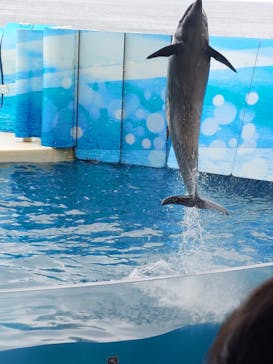 新江ノ島水族館に投稿された画像（2025/3/17）