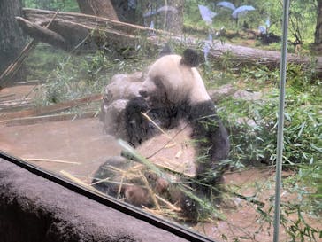 恩賜上野動物園に投稿された画像（2025/3/17）