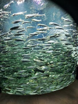 サンシャイン水族館に投稿された画像（2025/3/17）