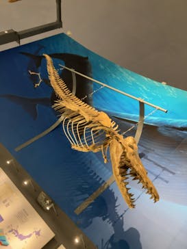 福井県立恐竜博物館に投稿された画像（2025/3/17）